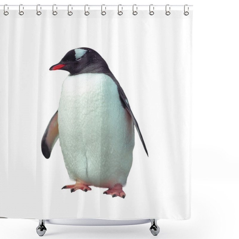 Personality  Isolated Gentoo Penguin Shower Curtains