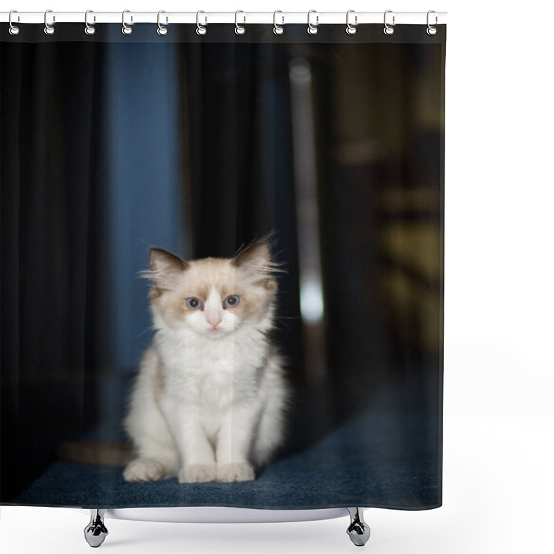 Personality  Small Two Month Old Ragdoll Kitten At Home Shower Curtains