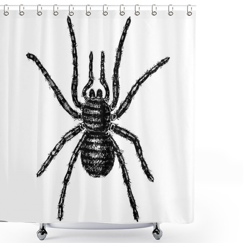 Personality  Spider Or Arachnid Species, Most Dangerous Insects In The World, Old Vintage For Halloween Or Phobia Design. Hand Drawn, Engraved May Use For Tattoo, Web And Poison Black Widow, Tarantula, Birdeater Shower Curtains