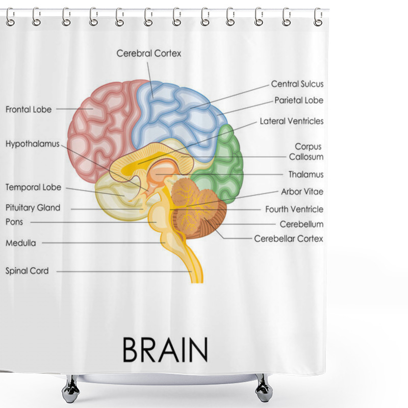 Personality  Human Brain Anatomy Shower Curtains