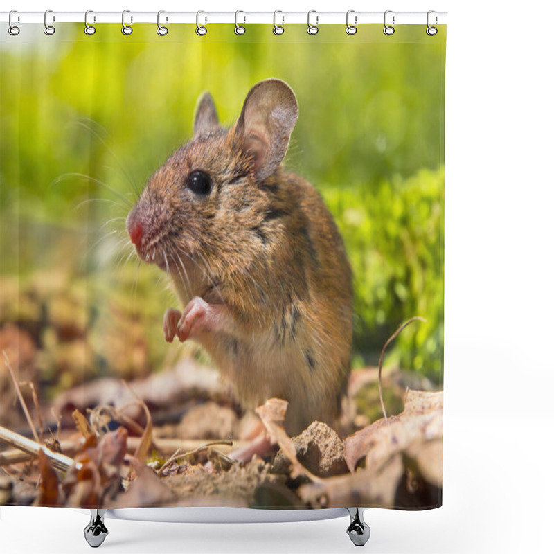 Personality  Field Mouse (Apodemus Sylvaticus) On The Forest Floor With Front Legs Together Like Praying In Natural Habitat Environment Shower Curtains