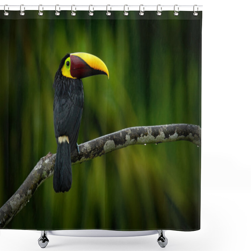 Personality  Chesnut-mandibled Toucan Sitting On The Branch Shower Curtains