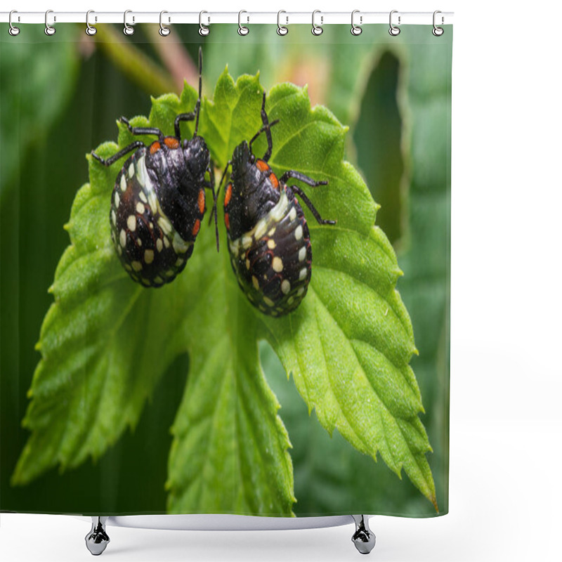 Personality  Bugs On Leaf  On Background,close Up Shower Curtains