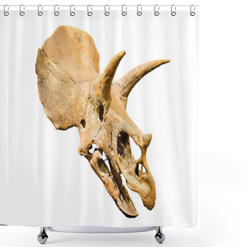 Personality  Dinosaur Skeleton. Triceratops Fossil Skull Over White Isolated Background Shower Curtains