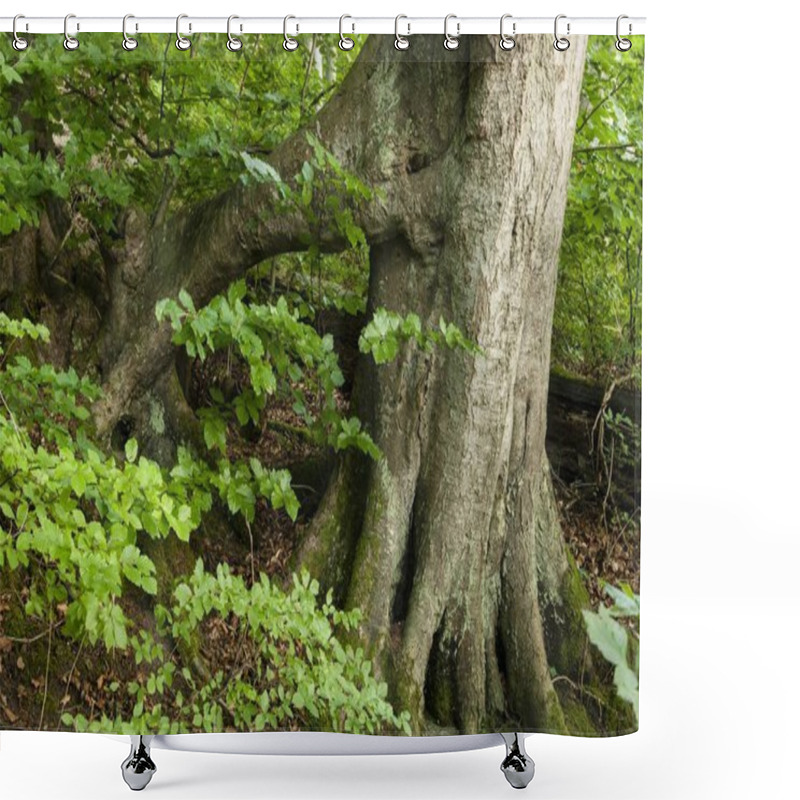 Personality  Fagus Tree Roots In Forest  Shower Curtains