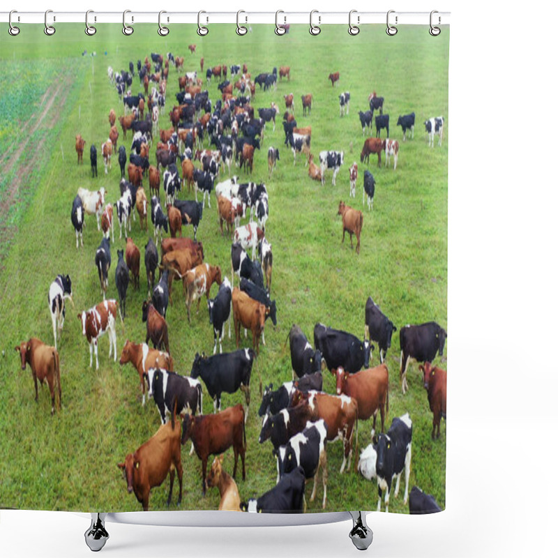 Personality  Aerial View Of Cows Herd Grazing On Pasture Field, Top View Drone Pov , In Grass Field These Cows Are Usually Used For Dairy Production. Shower Curtains