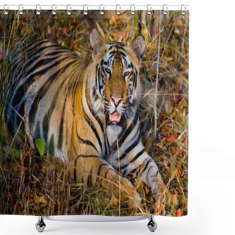 Personality  Wild Tiger Lying Relaxing Shower Curtains