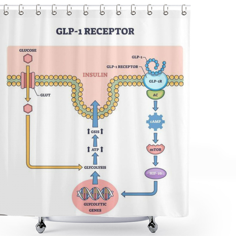 Personality  Diagram Showing GLP-1 Receptor Pathway With Glucose, Insulin, And Gene Expression, Outline Diagram. Shower Curtains