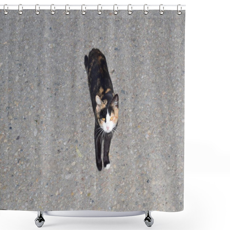 Personality  The Cat, A Small Domesticated Carnivorous Mammal With Soft Fur, A Short Snout, And Retractable Claws. It Is Widely Kept As A Pet Or For Catching Mice, And Many Breeds Have Been Developed. Shower Curtains