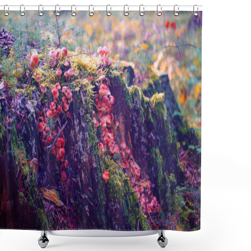 Personality  WIld Fungi Mushroom At A Free Stump In Fall Nature In The Czech Republic, Natural Photo Shower Curtains