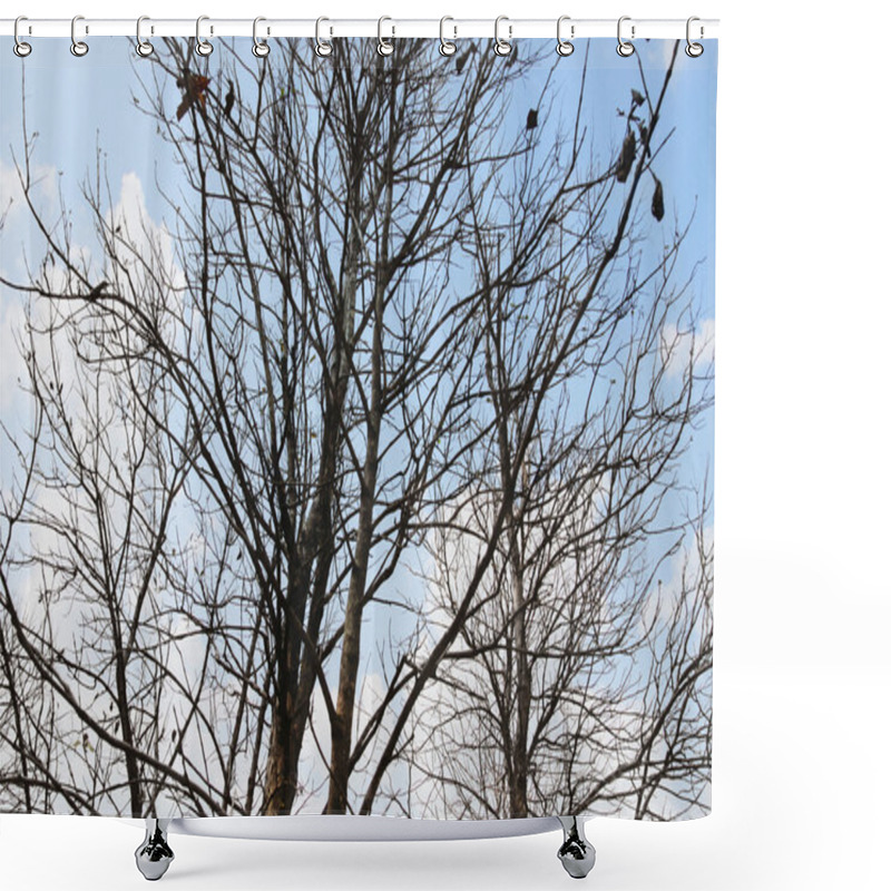 Personality  Bare Trees In A Forest Shower Curtains