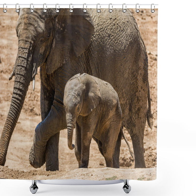 Personality  An Elephant Calf With It's Mother Shower Curtains