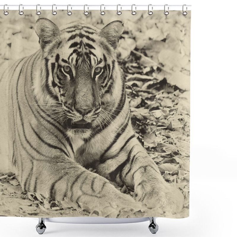 Personality  Large Male Bengal Tiger In Bandhavgarh National Park, India Shower Curtains