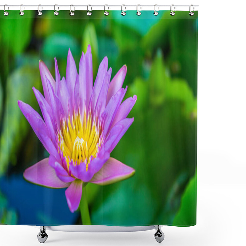 Personality  Blooming Pink Lotus In Swamp Shower Curtains