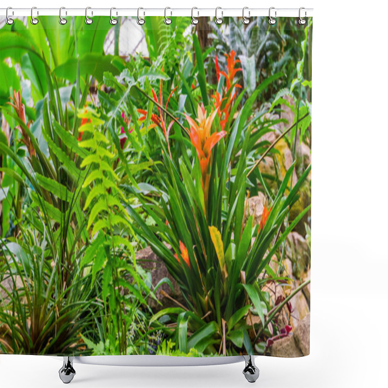 Personality  Orange Tufted Air Plant In A Tropical Garden, Popular Exotic Home And Garden Plant Shower Curtains