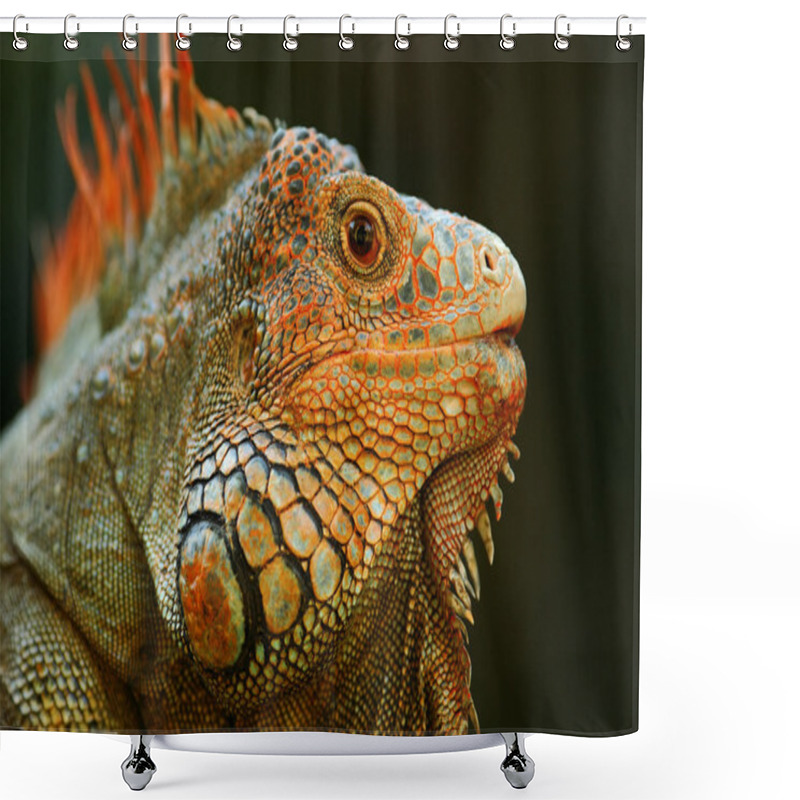 Personality  Portrait Of Orange Iguana Shower Curtains