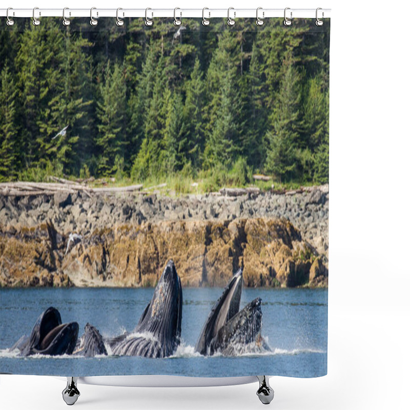 Personality  Humpback Whales Above Water Surface Shower Curtains