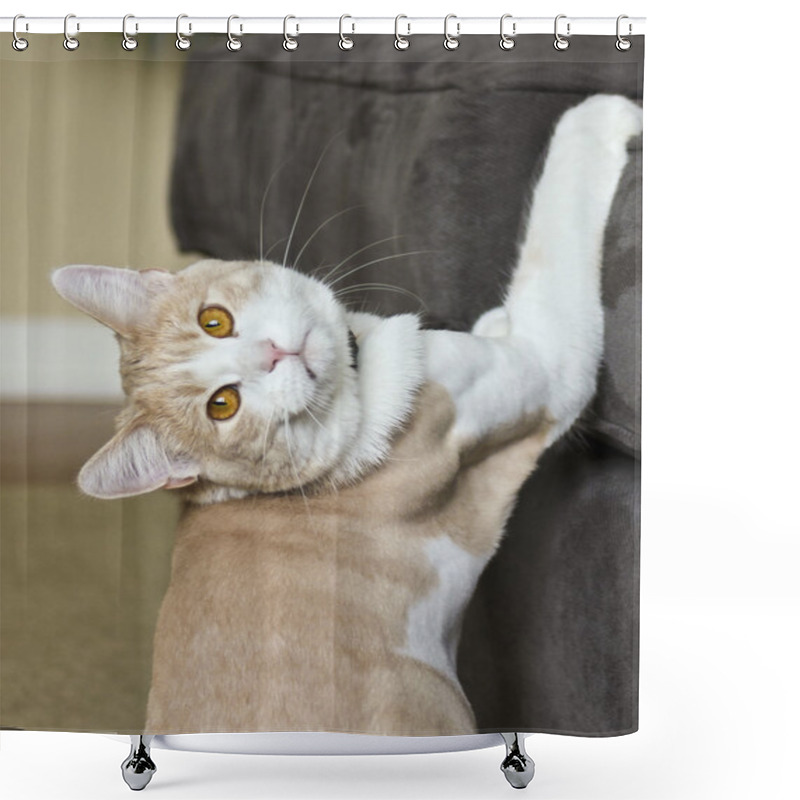 Personality  A Tabby Cream Cat Caught In The Act Shower Curtains