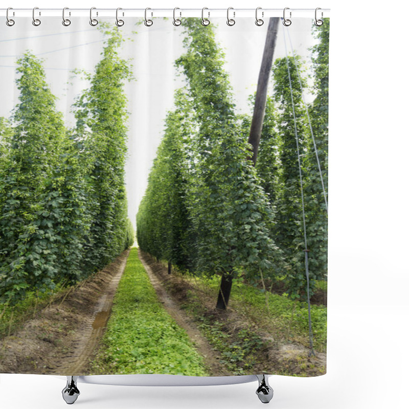 Personality  Field Of Hops Shower Curtains