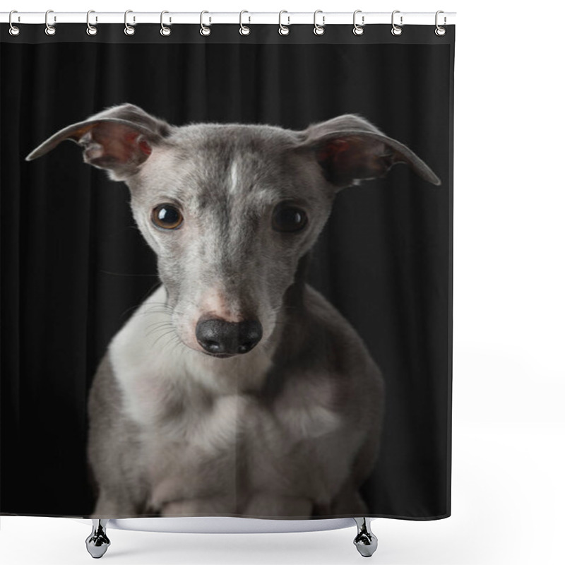 Personality   Dog On A Black Background. Funny Whippet In The Studio. Beautiful Light Shower Curtains