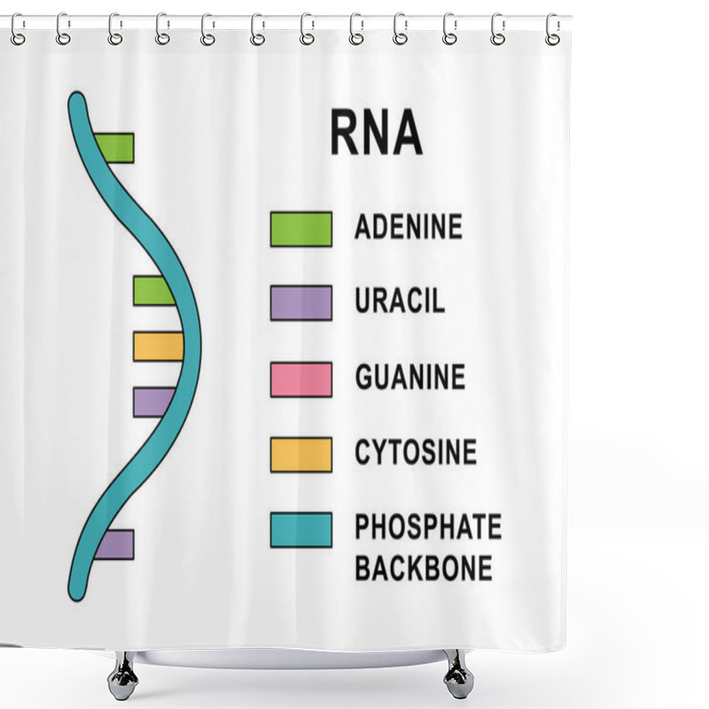 Personality  Structure Of Spiral Ribonucleic Acid Molecule. RNA Molecule With Nucleobases Structure Description - Cytosine, Guanine, Adenine, Uracil. Ribonucleic Acid Helical Structure Diagram Illustration. Shower Curtains