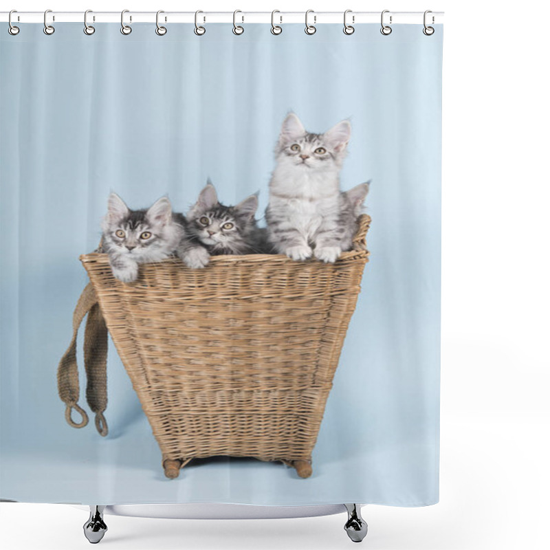 Personality  Maine Coon Kittens In Basket Shower Curtains