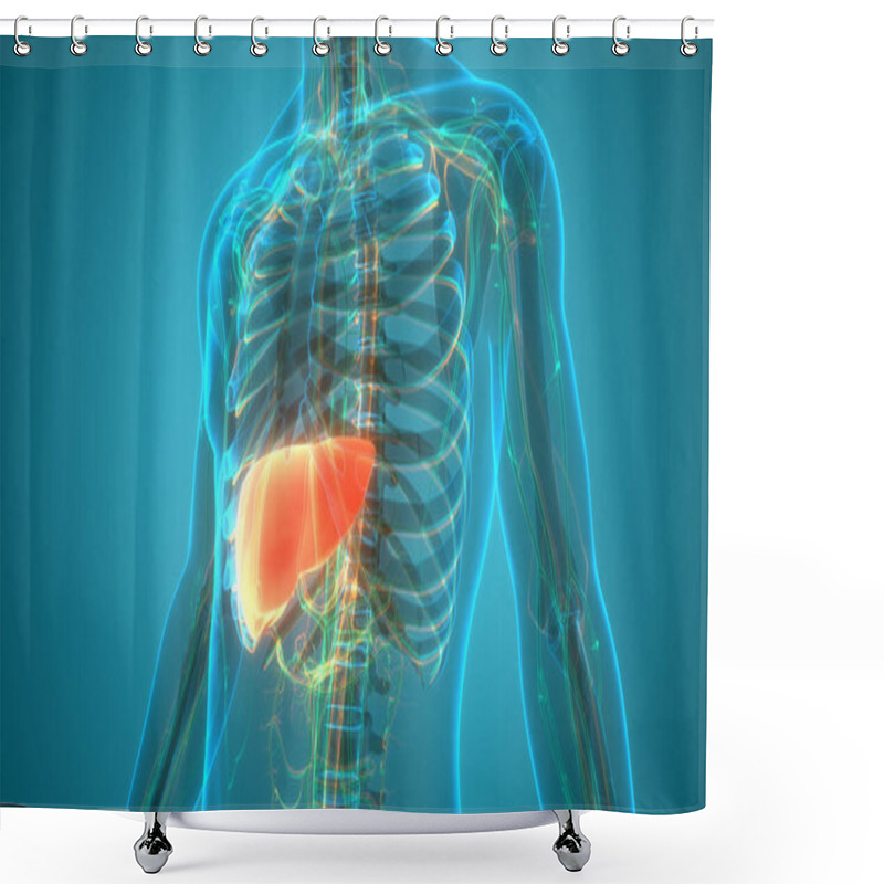 Personality  Human Body Organs Liver Anatomy. 3D Shower Curtains