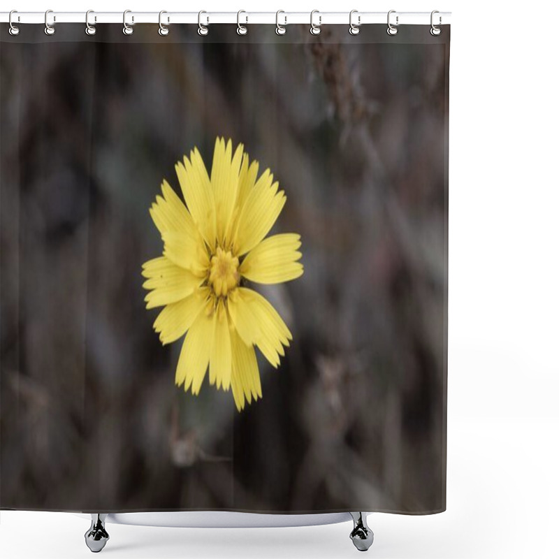 Personality  Macro Photo Of A Mouse-ear Hawkweed Flower, Pilosella Officinarum. Shower Curtains