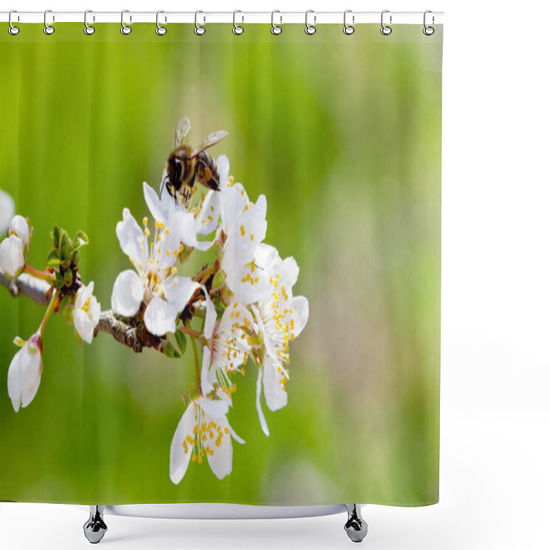 Personality  Blooming White Tree In Spring - Springtime Garden Or Orchard Of Fruity Trees Shower Curtains