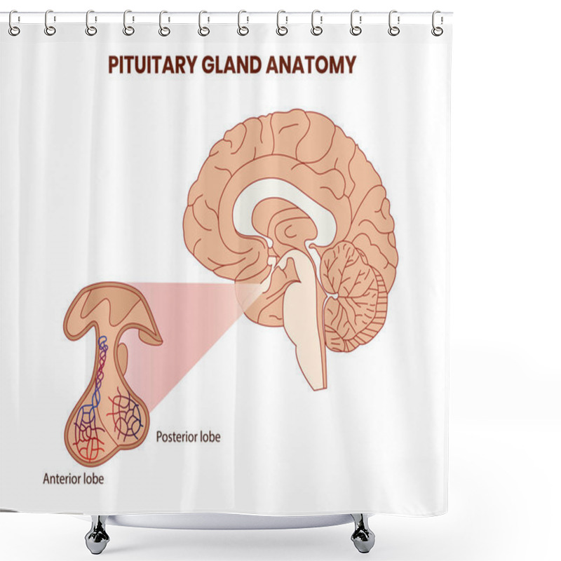 Personality  Pitutary Gland Anatomy Illustration. Hypophysis Vector Shower Curtains