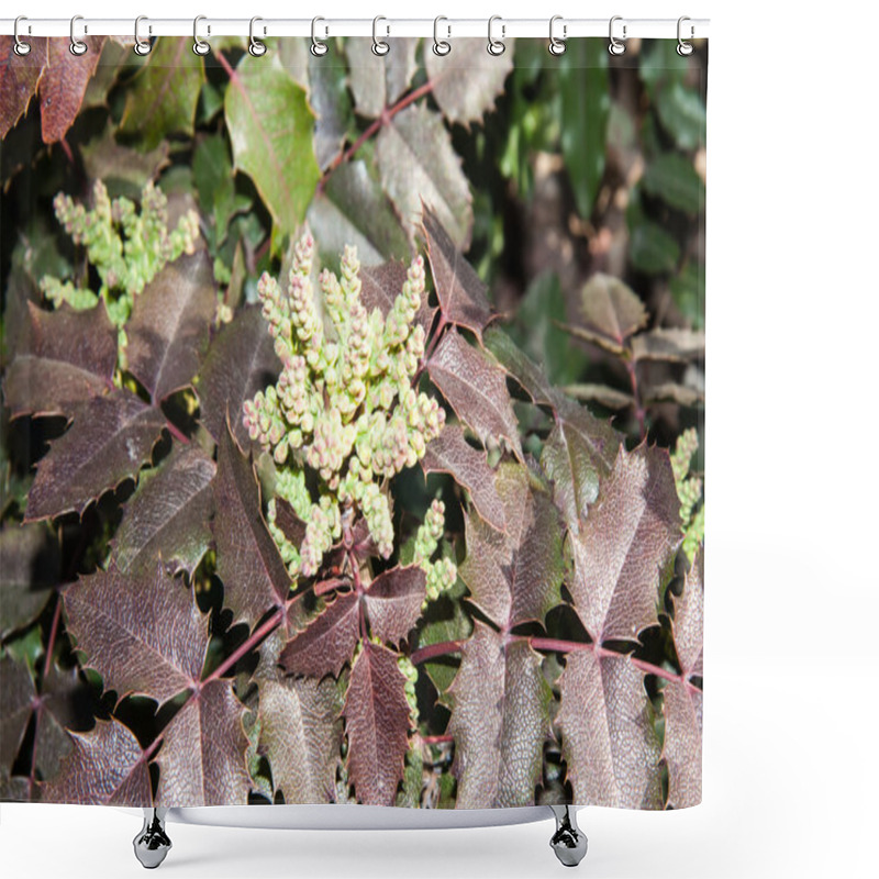 Personality  The Ovary Of The Flower Of The Spring Mahonia Shower Curtains