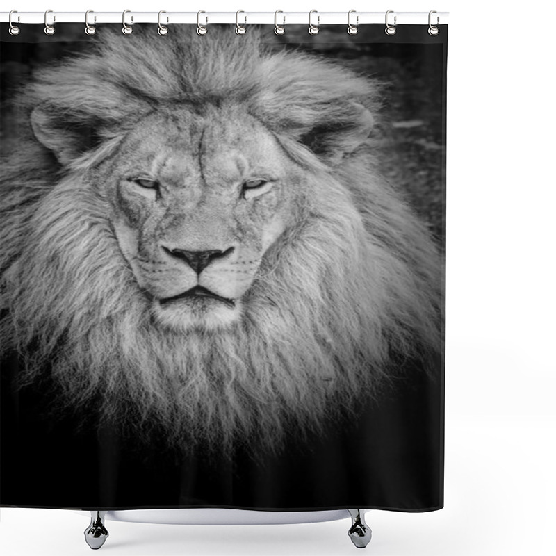 Personality  Dangerous Lion B&w Shower Curtains