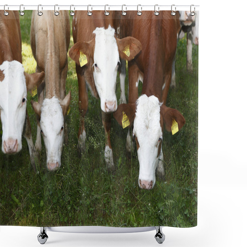 Personality  Calves Shower Curtains