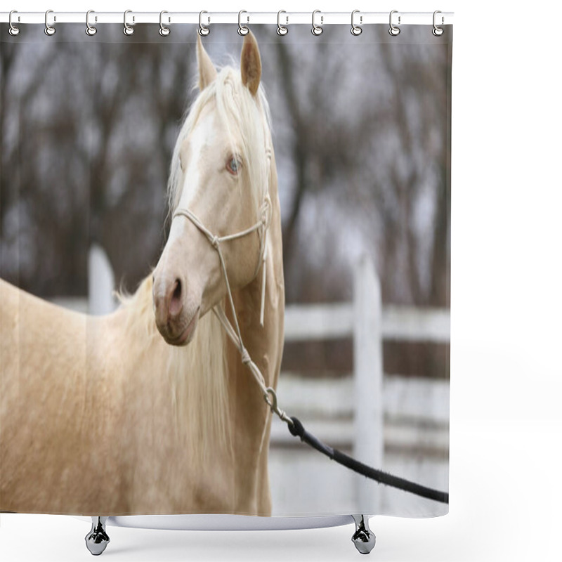 Personality  Portrait Close Up Of A Beautiful Cremello Stallion In Against White Colored Wooden Corral Outdoors Shower Curtains