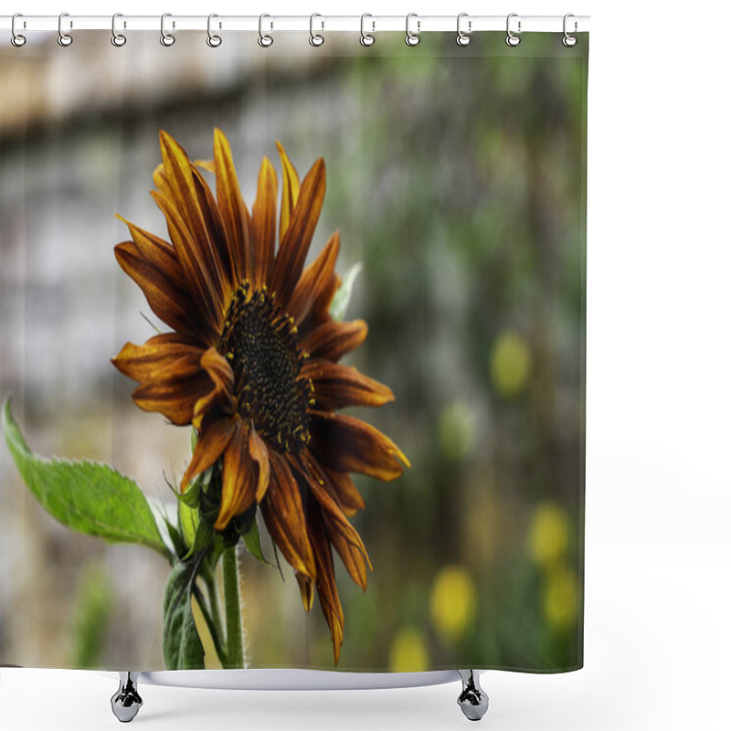 Personality  Rustic Copper-Toned Sunflower In Full Bloom With A Soft-Focus Garden Backdrop Shower Curtains