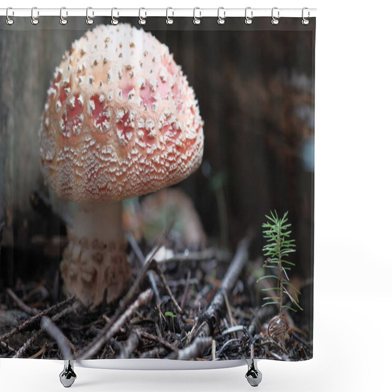 Personality  White-red Fly Agaric Grows In The Forest. Poisonous And Hallucinogenic Mushrooms, Forest Floor, Small World. Shower Curtains