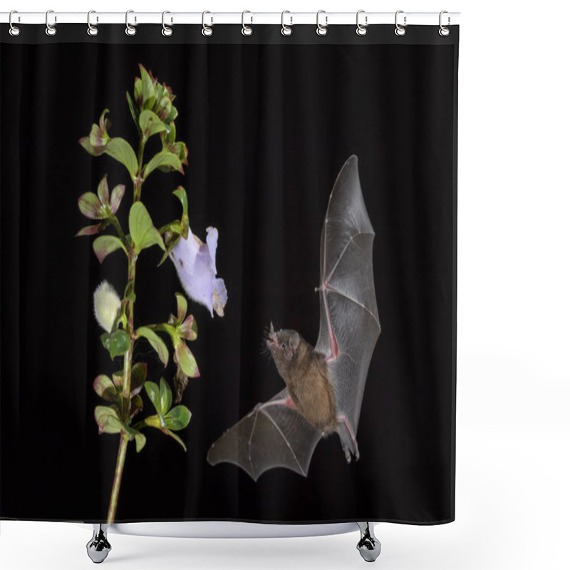 Personality  Orange Nectar Bat - Lonchophylla Robusta, New World Leaf-nosed Bat Feeding Nectar On The Flower In Night, Central America Forests, Costa Rica. Shower Curtains