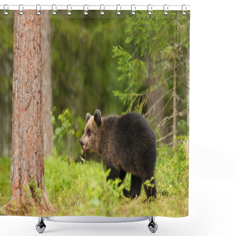 Personality  Close Up Of A Cute Eurasian Brown Bear Cub In A Forest In Autumn, Finland. Shower Curtains