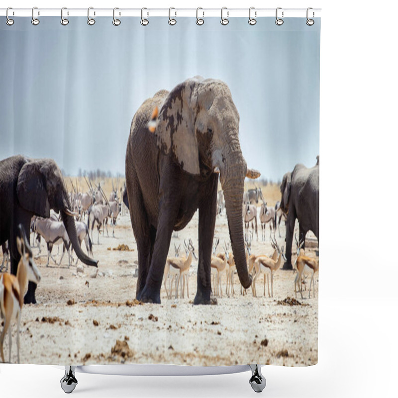 Personality  African Elephants At Gemsbok, Sprinbok And Zebras At Waterhole In Chobe National Park, Namibia Shower Curtains