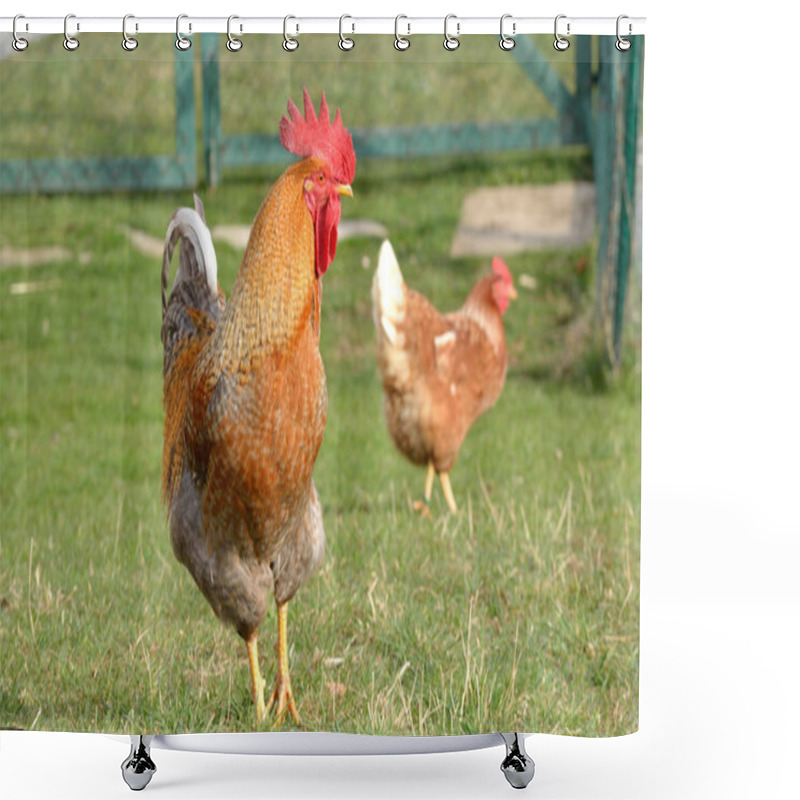 Personality  Brown Cock With His Hen Shower Curtains