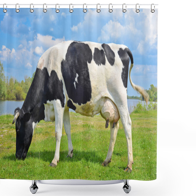 Personality  Cow On A Spring Pasture Shower Curtains