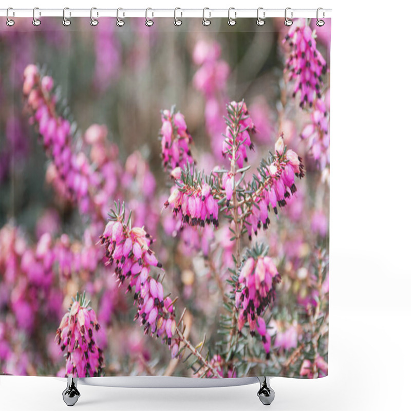 Personality  Blooming Calluna Vulgaris, Known As Common Heather, Ling, Or Simply Heather. Natural Spring Background With Sun Shining Through Pink Beautiful Flowers. Shower Curtains