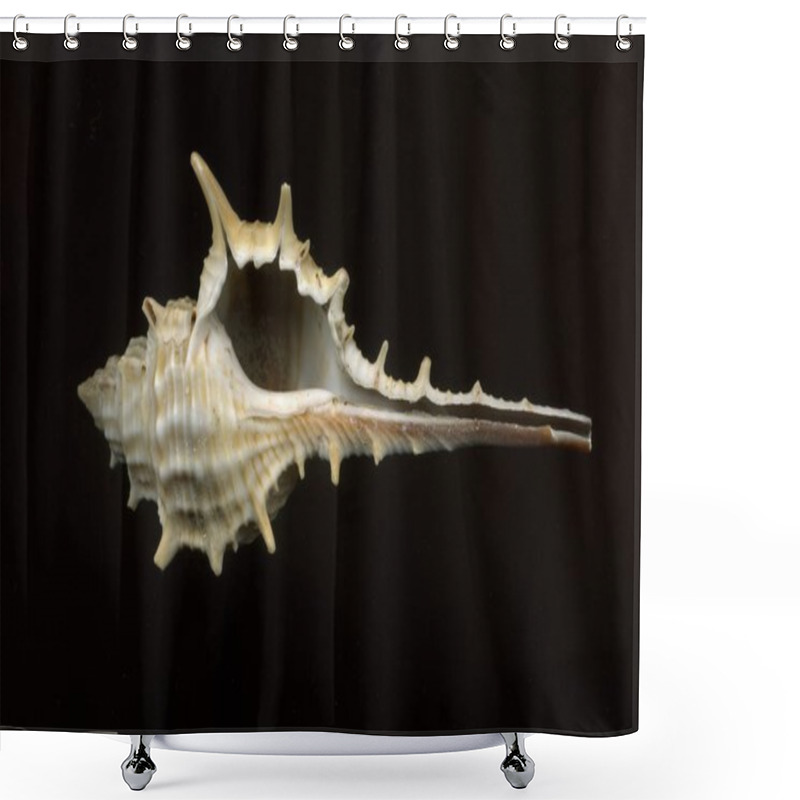 Personality  Seashell Shower Curtains