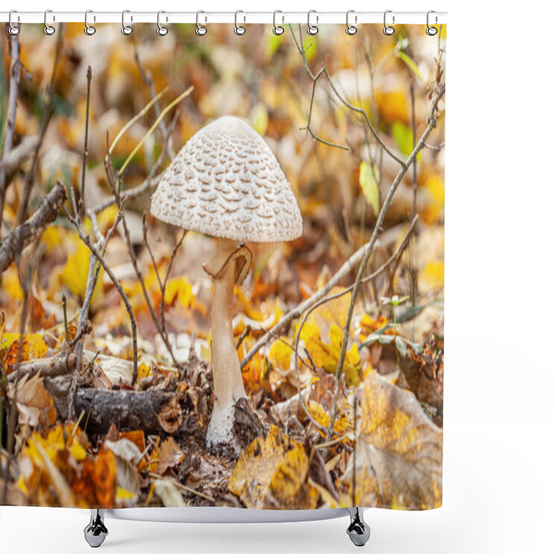 Personality  Cep, Porcini, Steinpilz, Mushroom Huting, Mushroom, Boletus Edulis, Vegnism, Forest Floor, Wood, Edible. High Quality Photo Shower Curtains