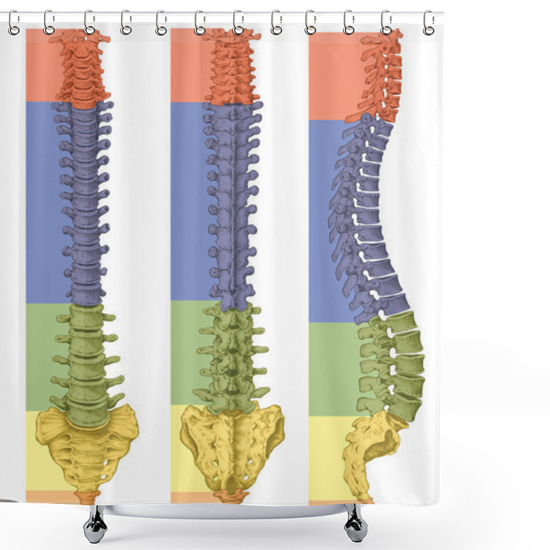 Personality  Anatomy Of Human Bony System, Human Skeletal System, The Skeleton, Spine, Columna Vertebralis, Vertebral Column, Vertebral Bones, Trunk Wall, Anatomical Body, Anterior, Posterior And Lateral View Shower Curtains