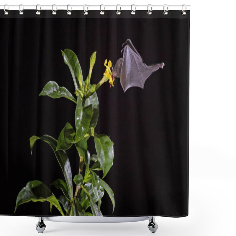 Personality  Pallas's Long-tongued Bat - Glossophaga Soricina, New World Leaf-nosed Bat Feeding Nectar On The Flower In Night, Central America Forests, Costa Rica. Shower Curtains