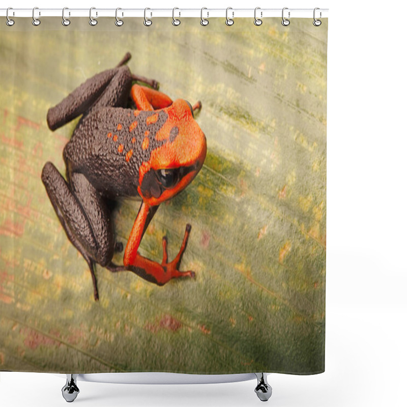 Personality  Poison Dart Frog, Ameerega Silverstonei.  A Tropical Rain Forest Animal From The Amazon Jungle In Peru. Shower Curtains