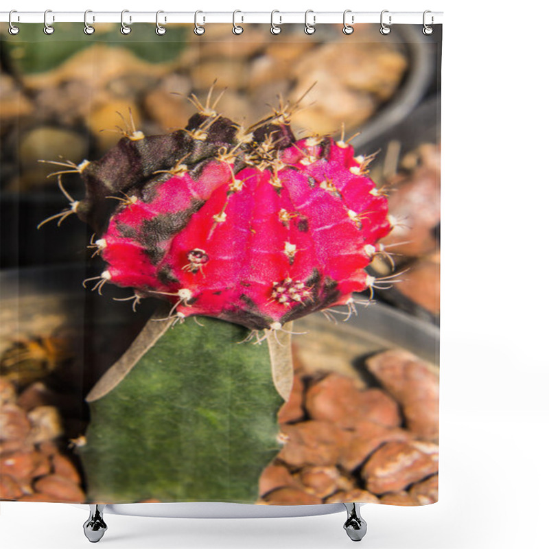 Personality  Macro Cactus Bloom Shower Curtains