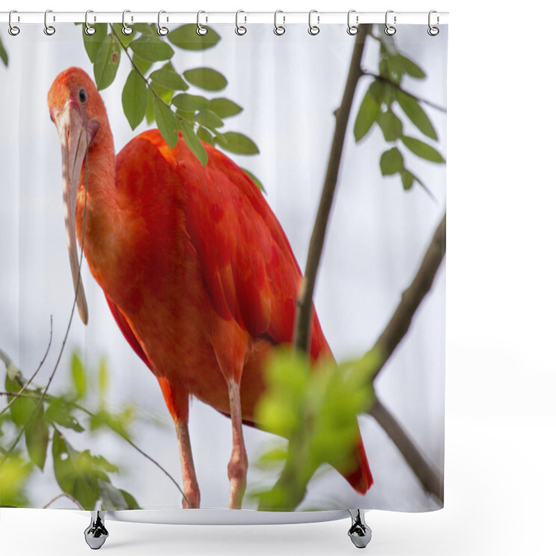 Personality  Scarlet Ibis Shower Curtains