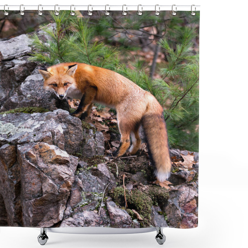 Personality  Red Fox Close-up Profile View Standing On A Big Moss Rock With A Pine Tree Background In Its Environment And Habitat Displaying Fox Tail, Bushy Tail, Fox Fur. Shower Curtains